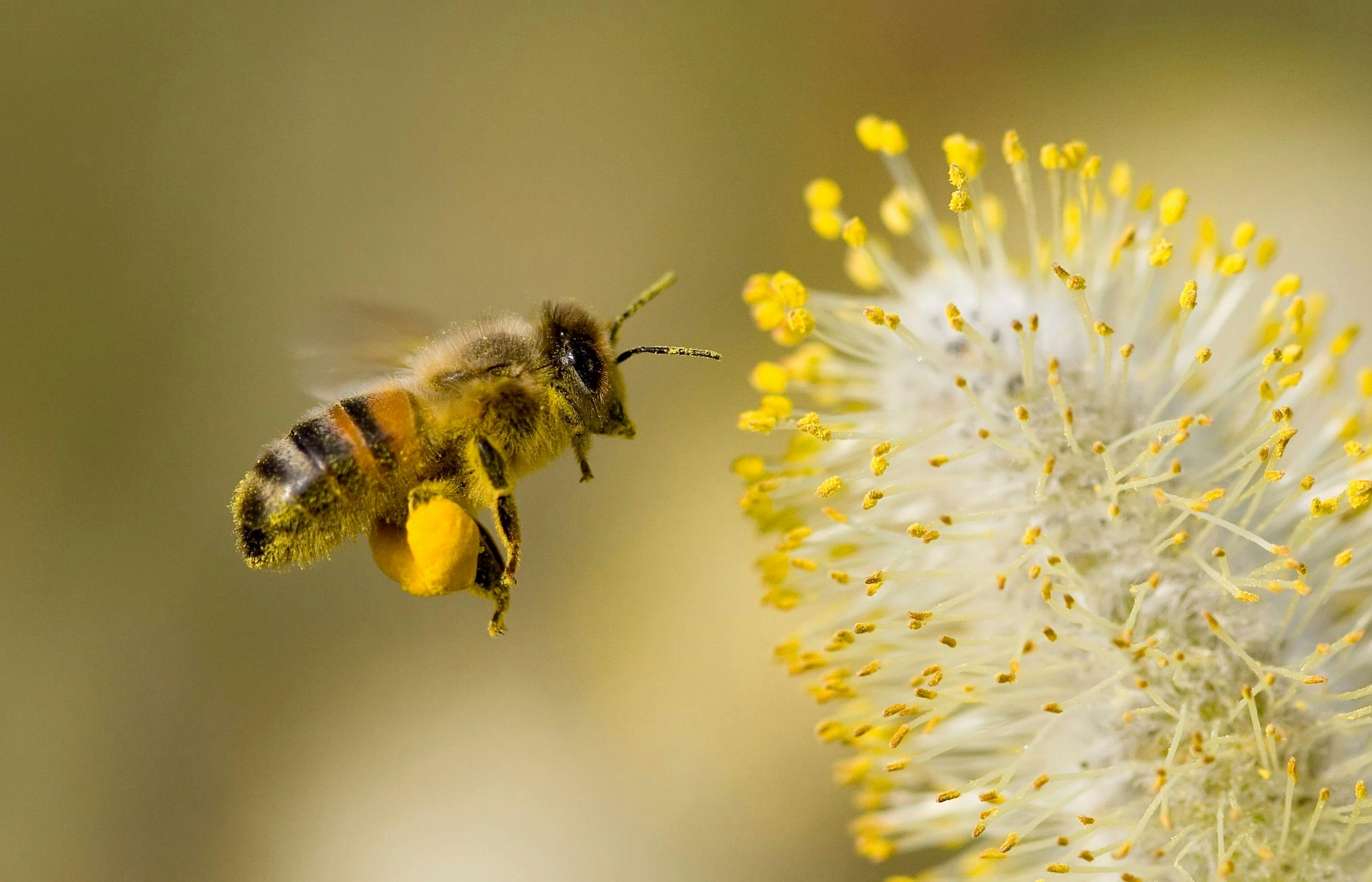 bee collecting pollen | Image Credit: Dave Massey - stock.adobe.com