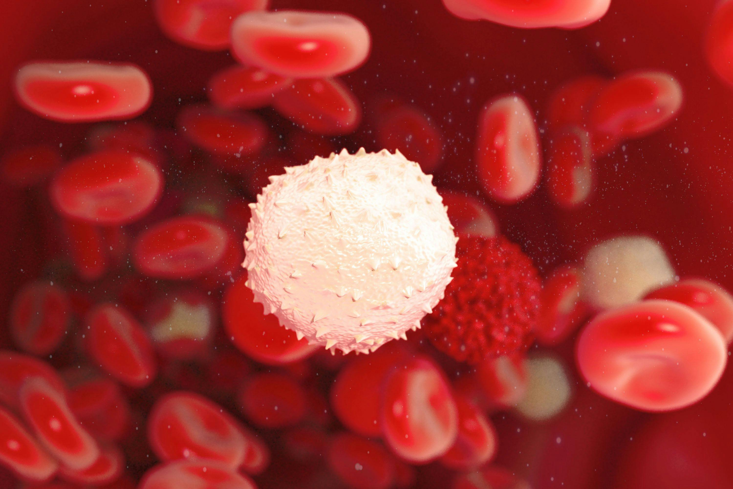 White blood cell | Image Credit: PRB ARTS - stock.adobe.com