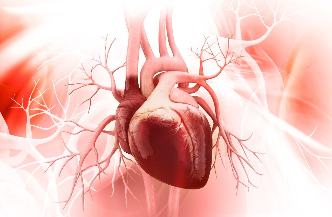 illustration of anatomical heart