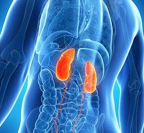 image of kidney 
