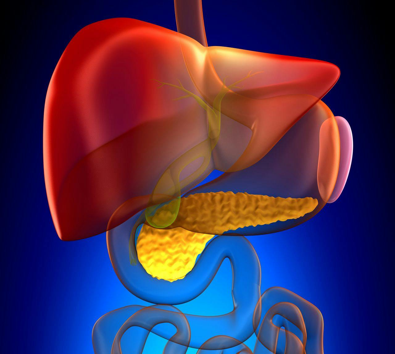 Experimental Drug Reverses Fatty Liver Disease, Cuts Cholesterol