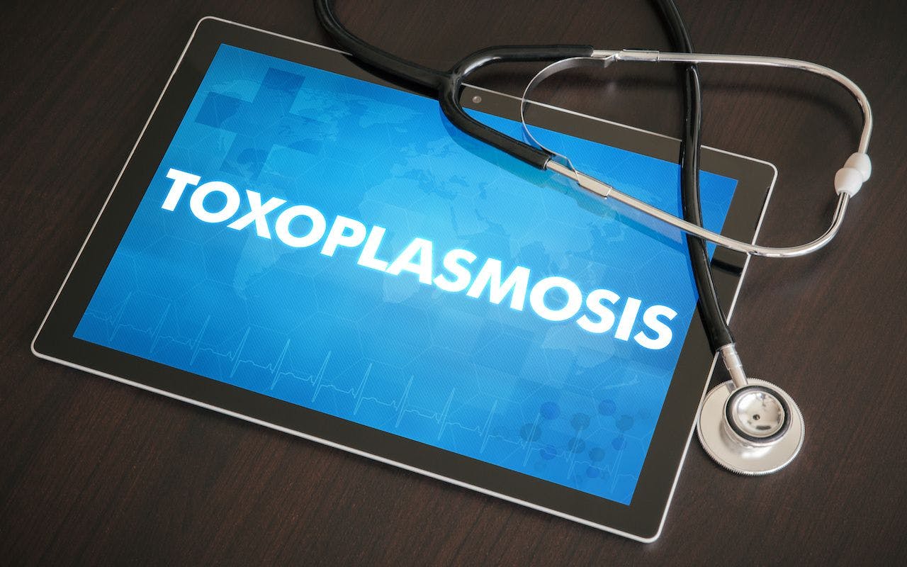 Toxoplasmosis (infectious disease) diagnosis medical concept on tablet screen with stethoscope: © ibreakstock - stock.adobe.com