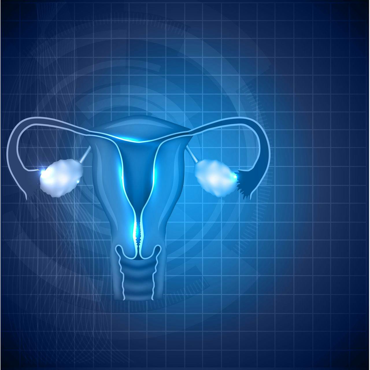 Ovaries and uterus