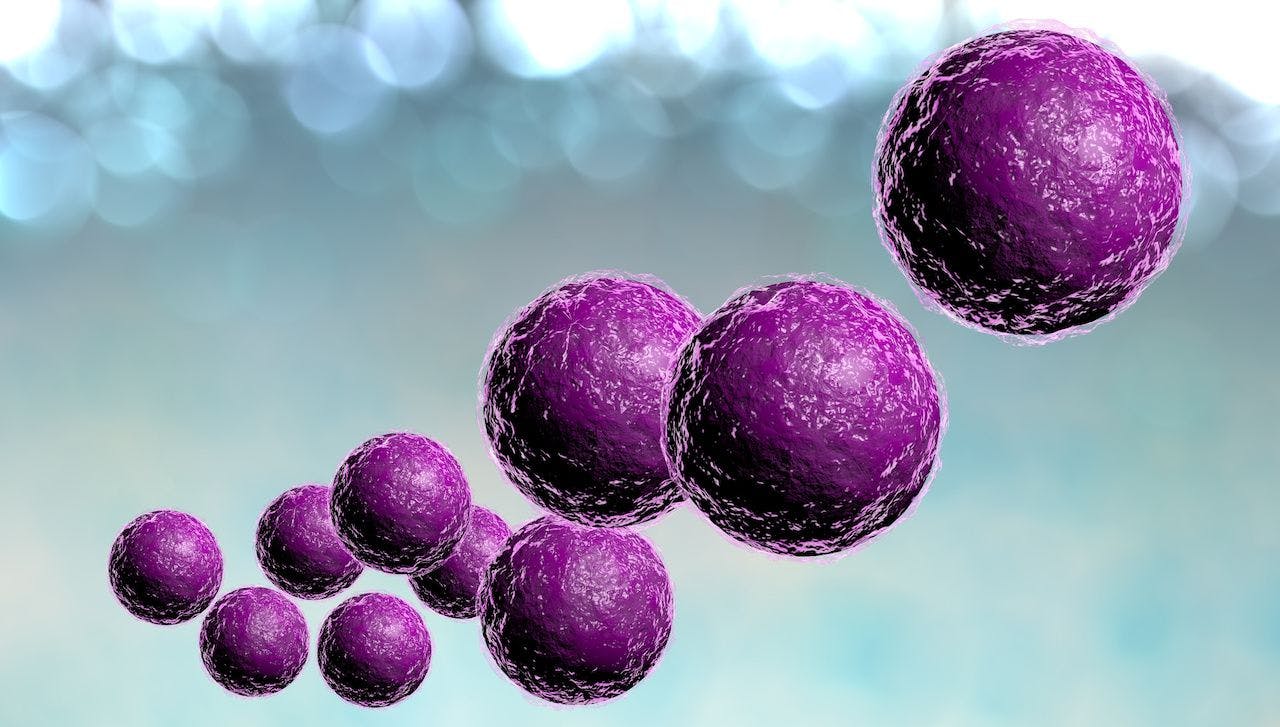 Purple staph bacteria