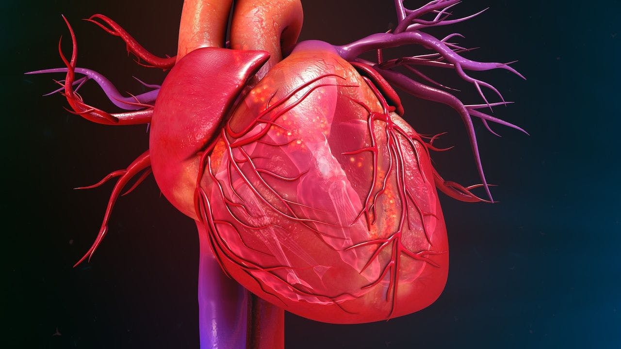 Image of heart ventricles