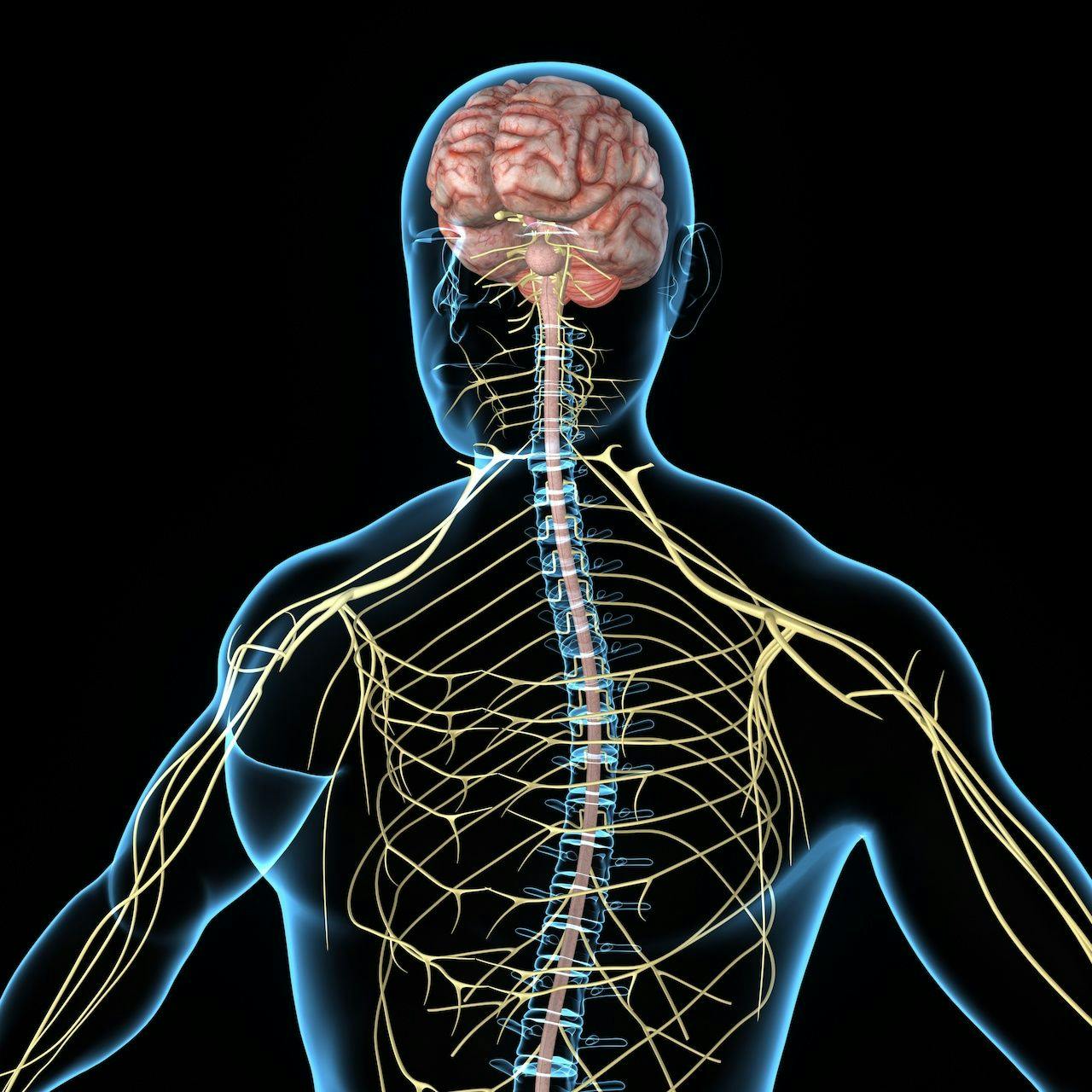 central nervous system graphic