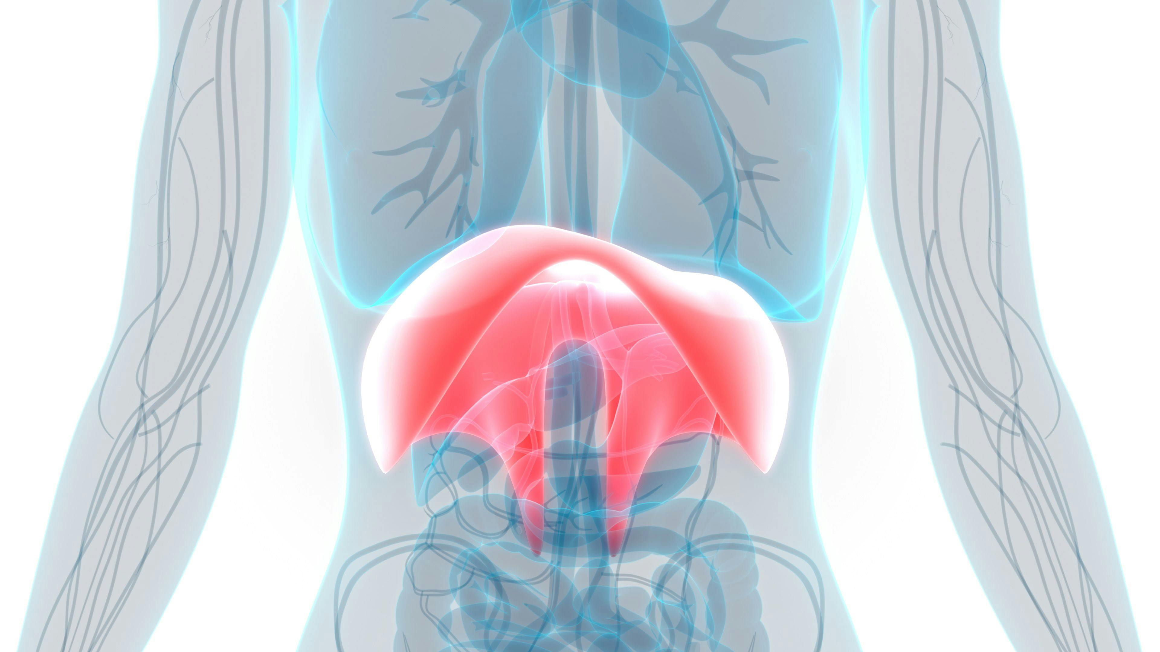Human Diaphragm | Image credit: magicmine - stock.adobe.com
