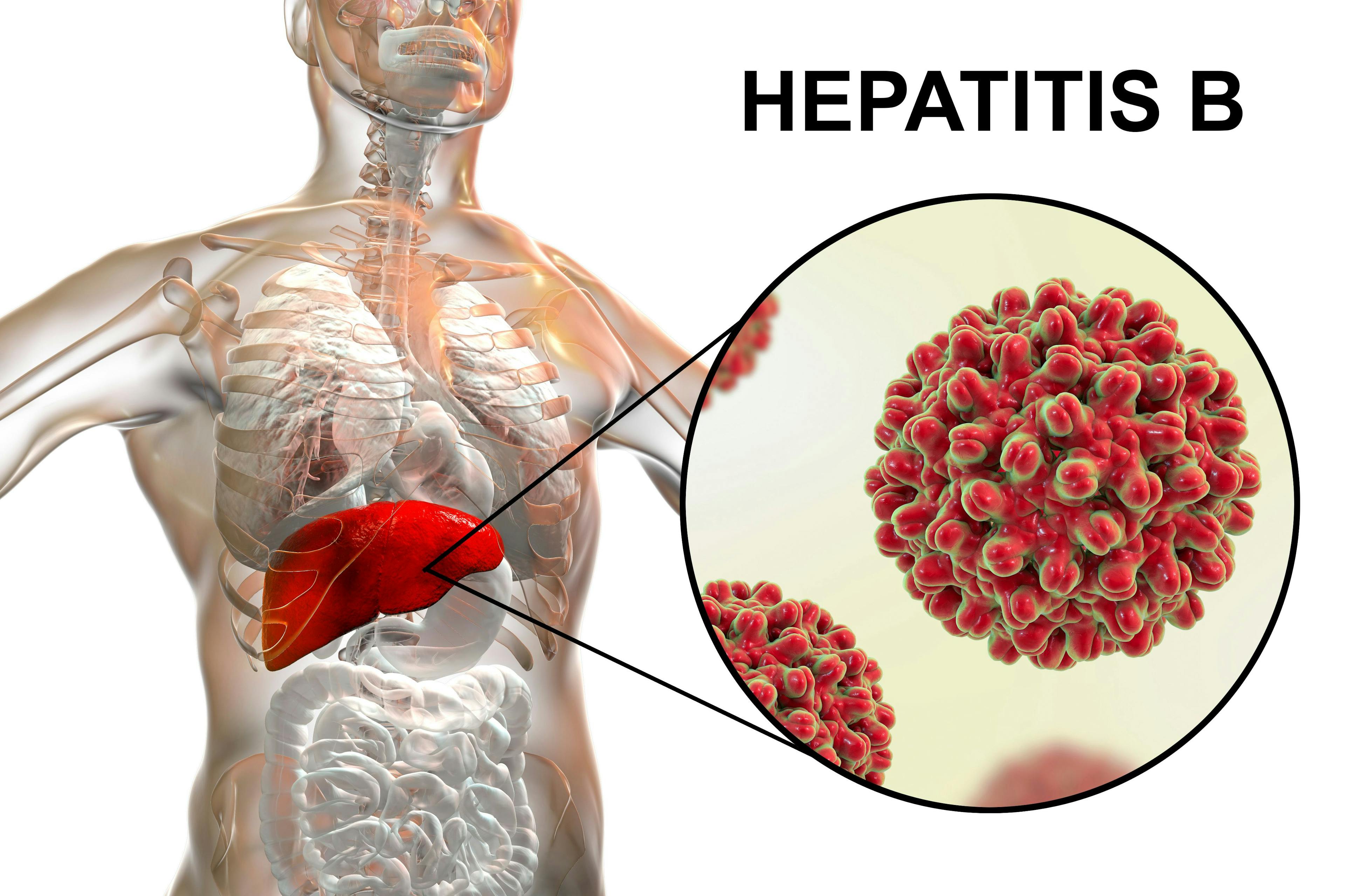 hepatitis B diagram pointing to the liver | Image credit: Dr_Microbe - stock.adobe.com