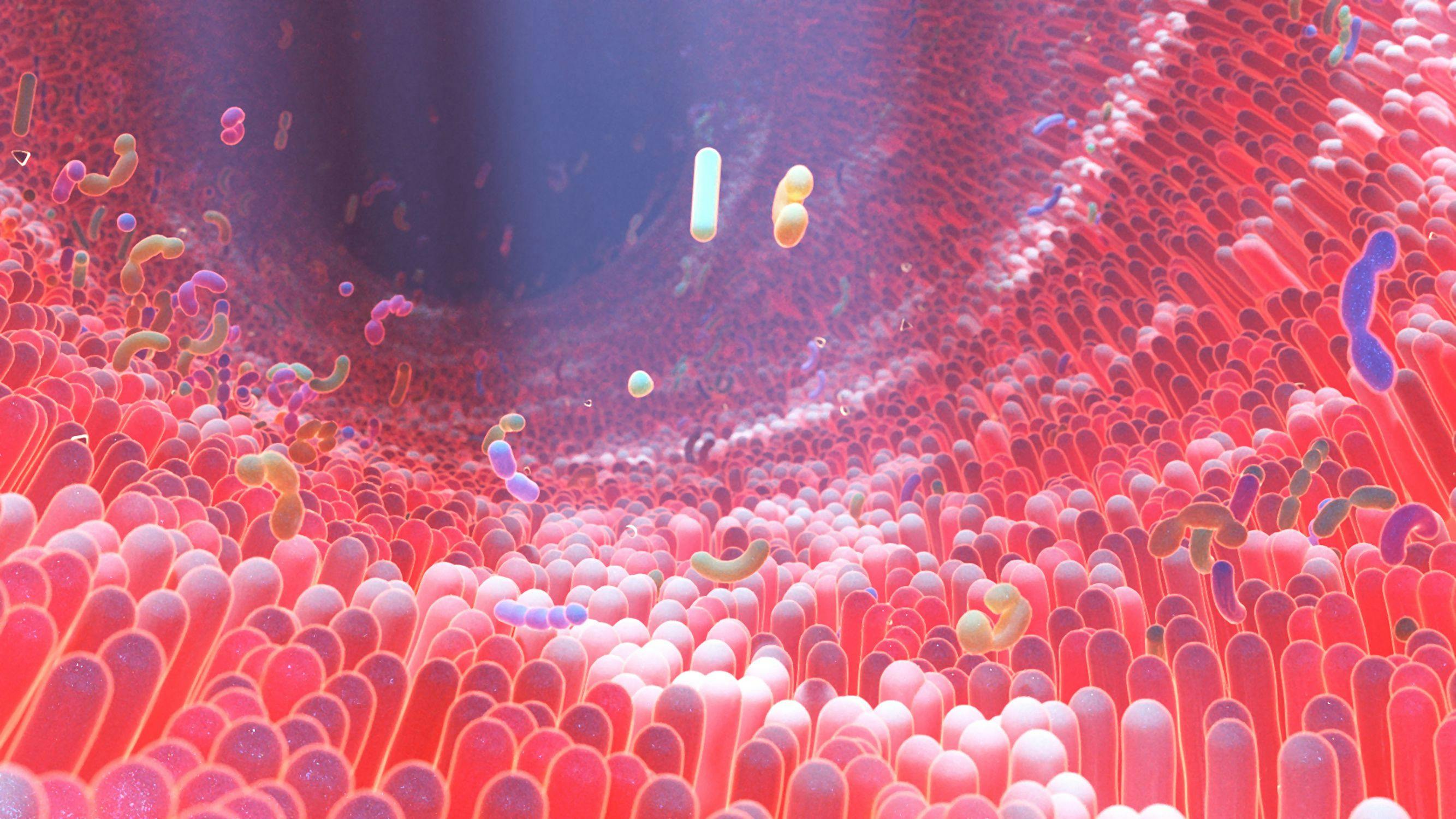 Bacteria in Human Intestine Model | image credit: Alpha Tauri 3D - stock.adobe.com