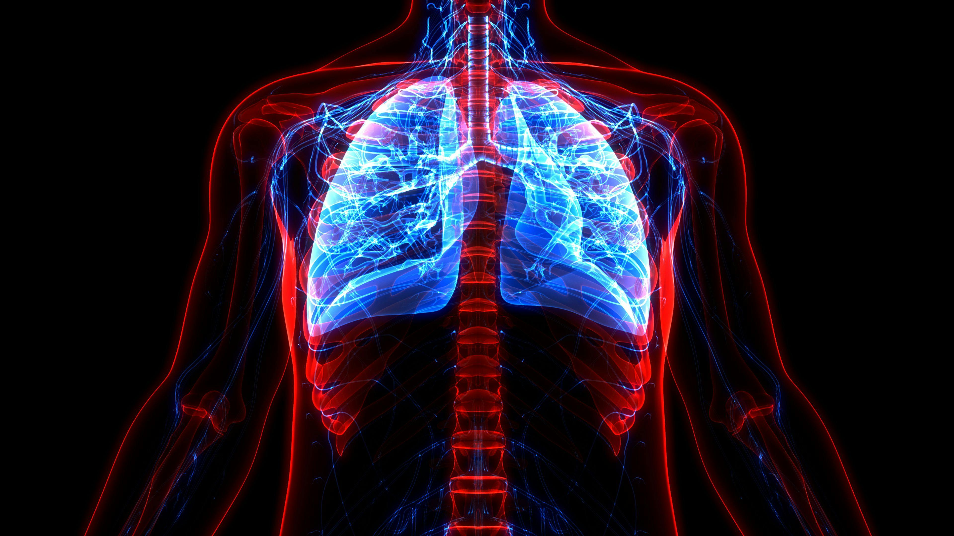 Human Respiratory System Lungs Anatomy | magicmine - stock.adobe.com