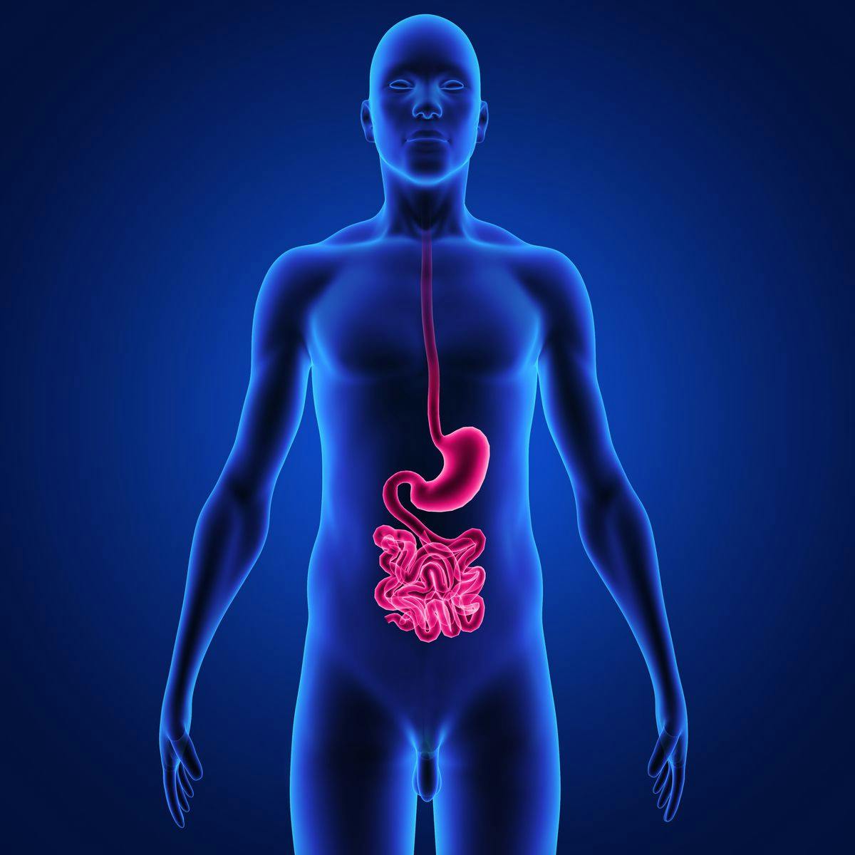 picture of GI tract