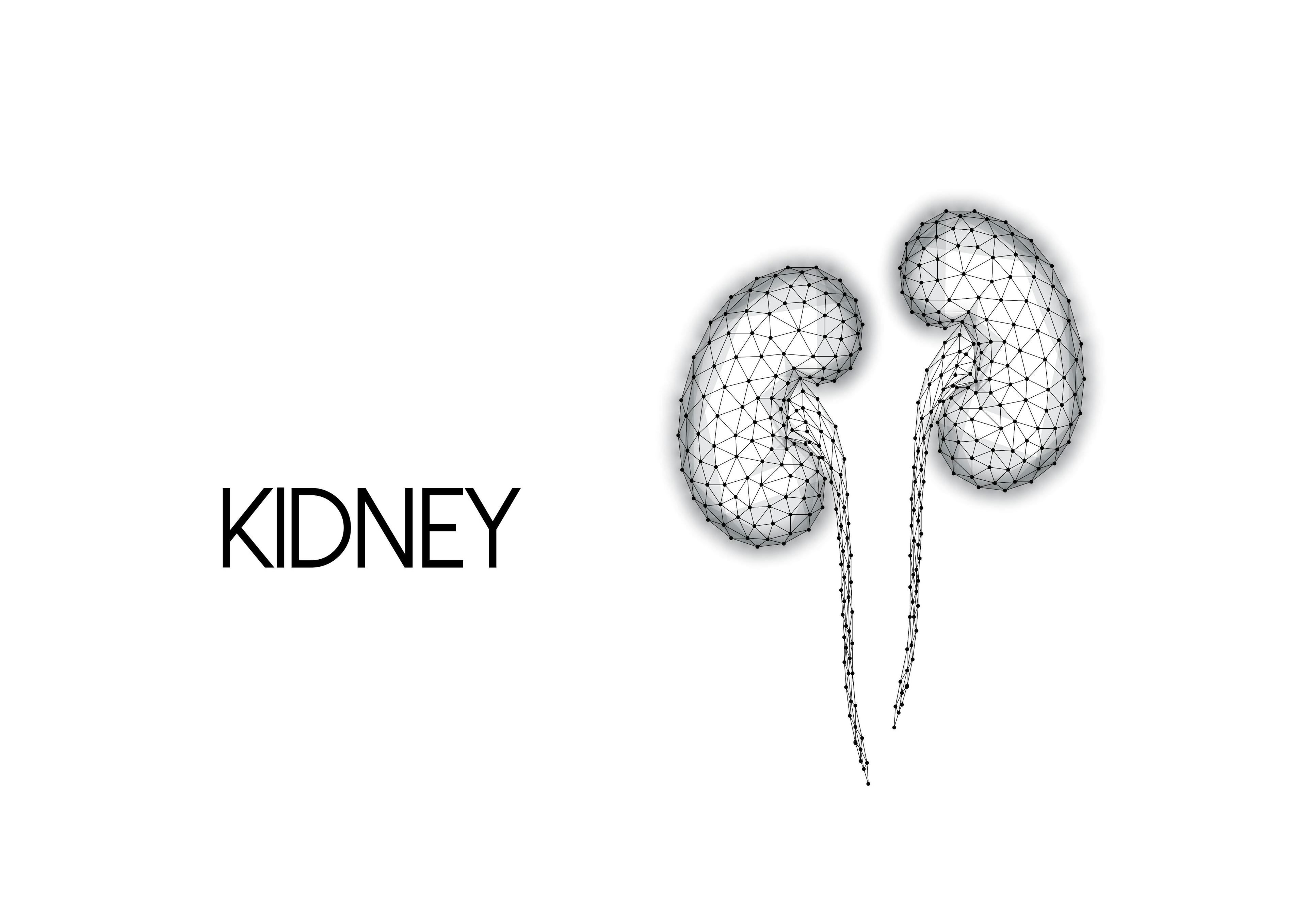 Kidney Concept White | image credit: Inna - stock.adobe.com