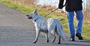 Walking Leashed Dogs Associated With Fractures in Elderly Adults