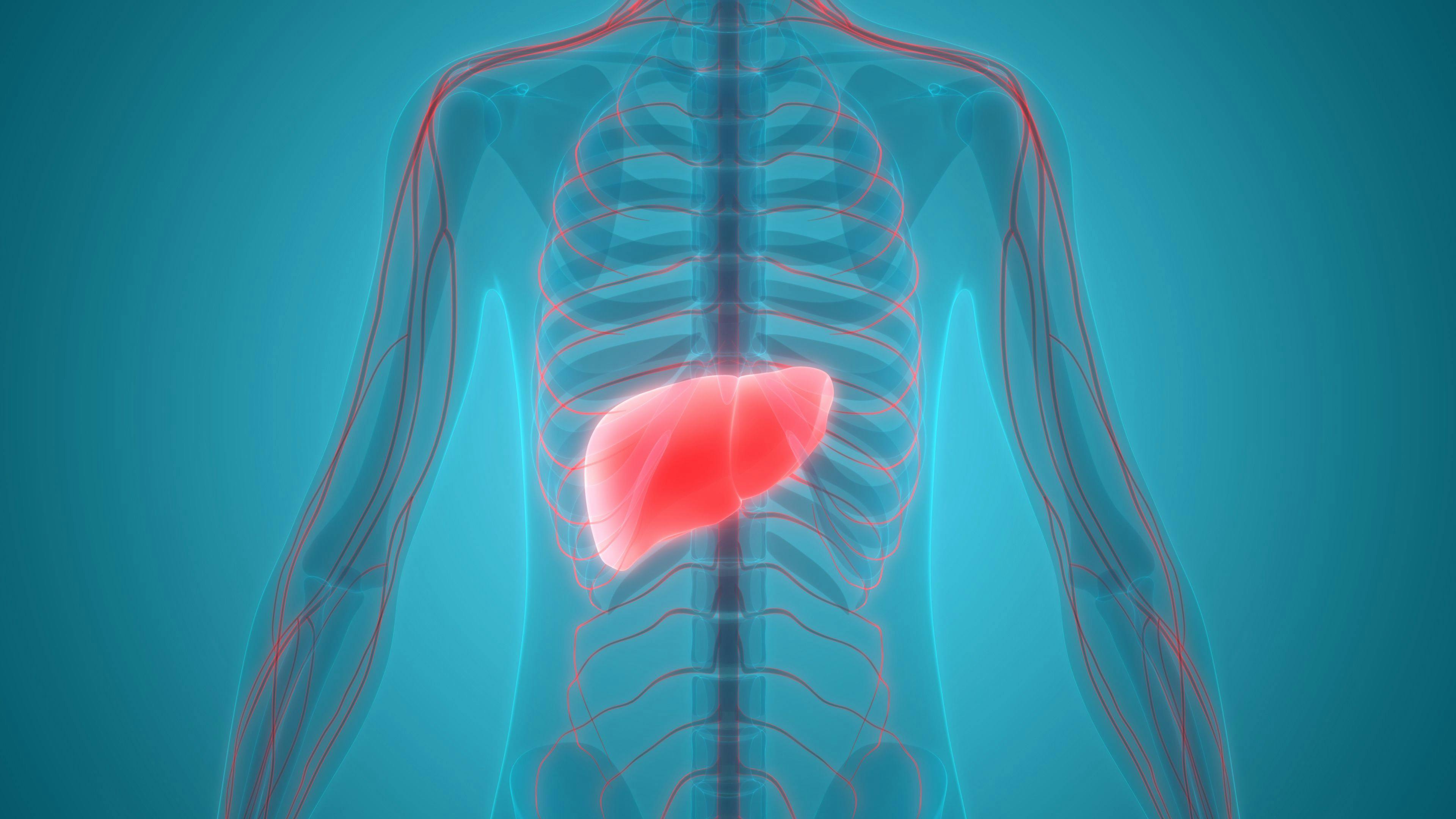 image of liver highlighted inside human body