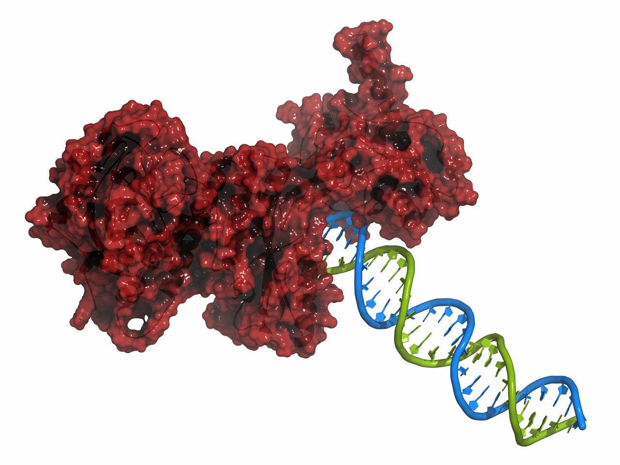 DNA repairing a protein