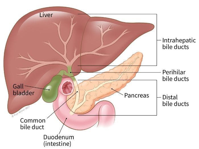 Image of the liver and pancreas