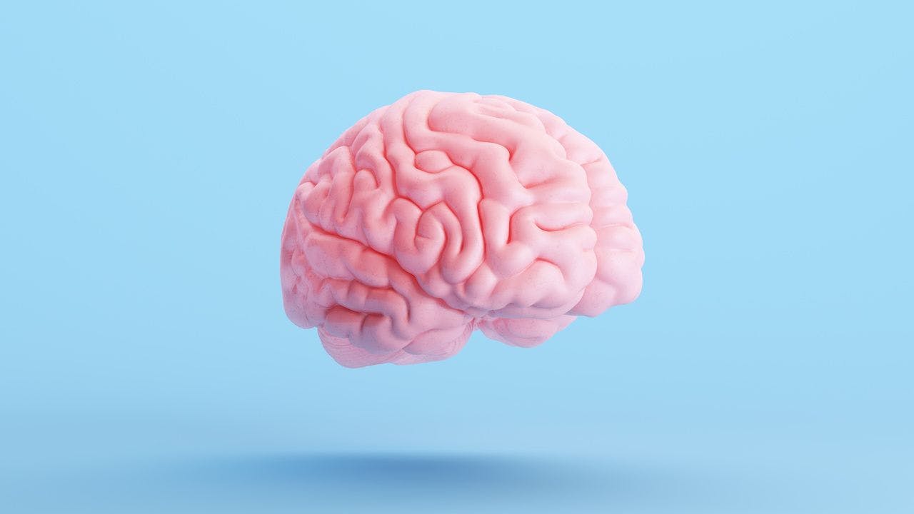 Pink brain on blue background | Image credit: paul - stock.adobe.com