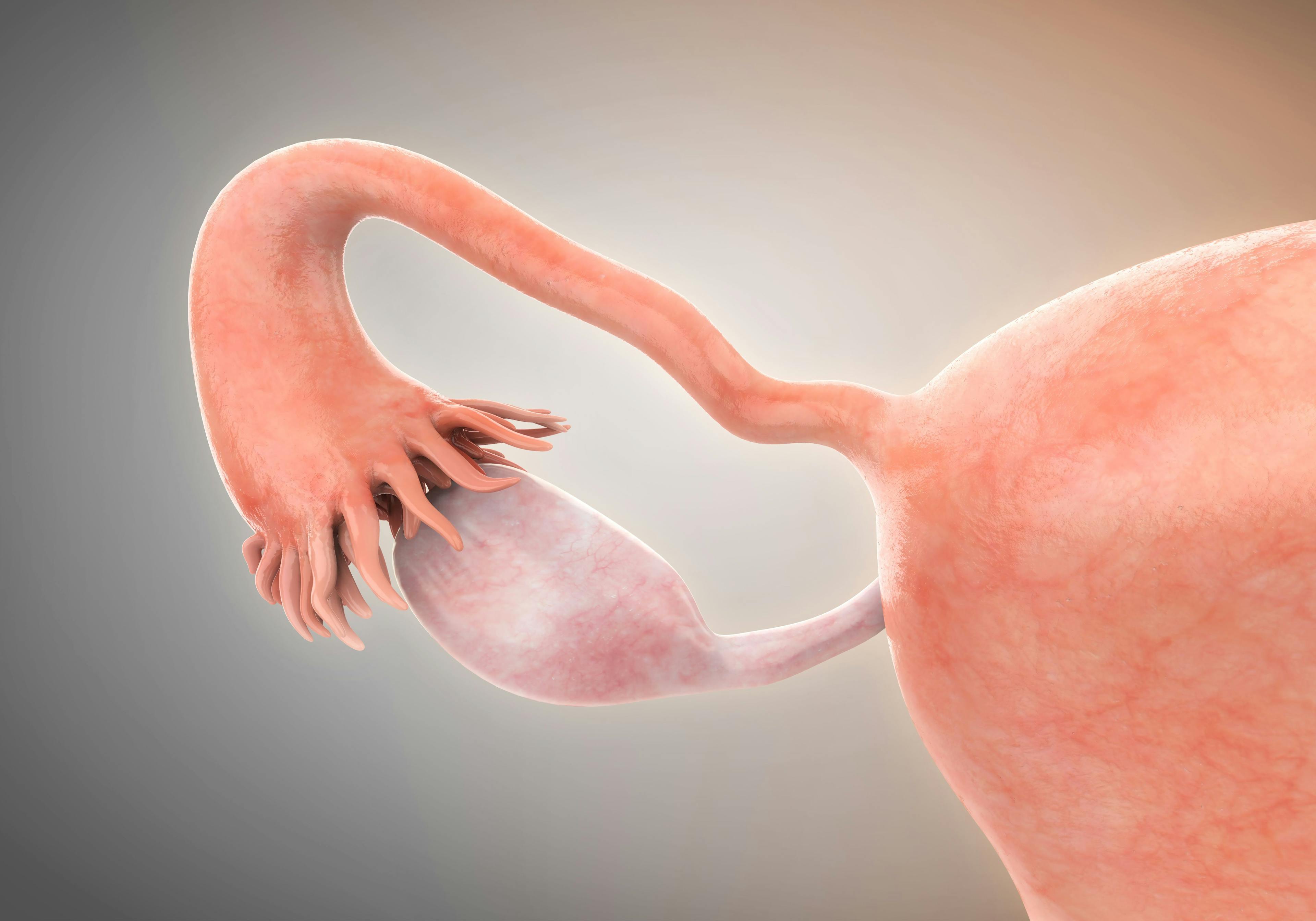 Female Reproductive System Anatomy | Image Credit: nerthuz – stock.adobe.com