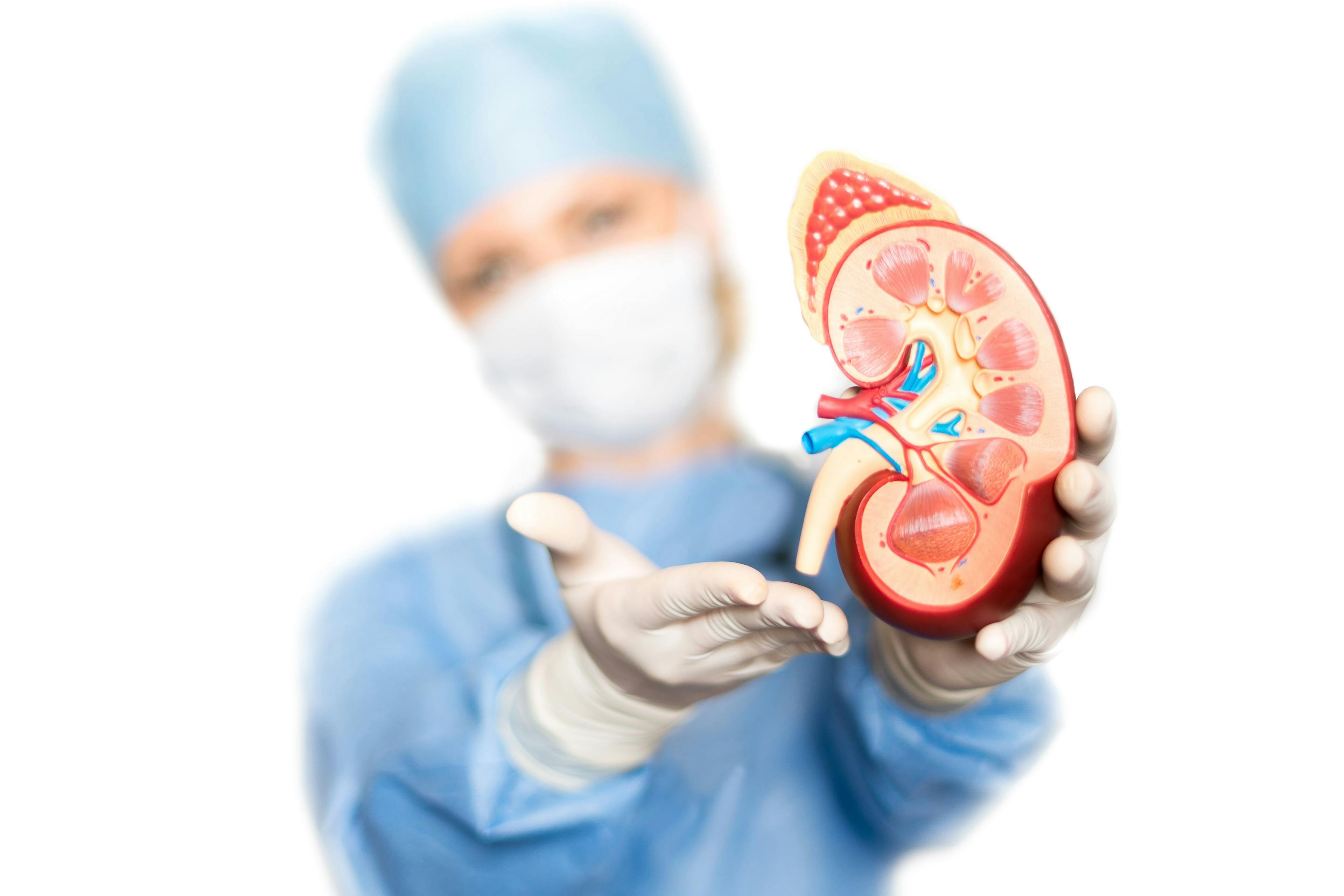 Doctor holding model of kidney