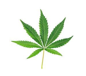 picture of cannabis leaf