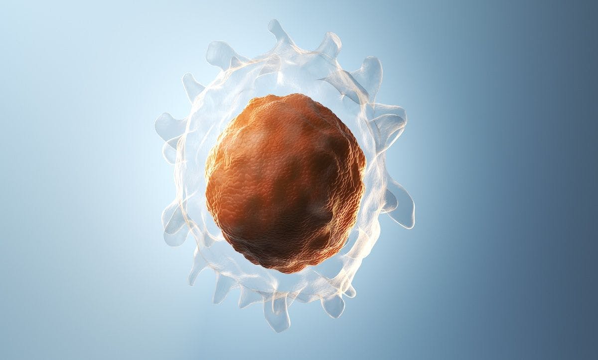 3d illustration of a b cell | Image Credit: sebastianlaulitzki - stock.adobe.com
