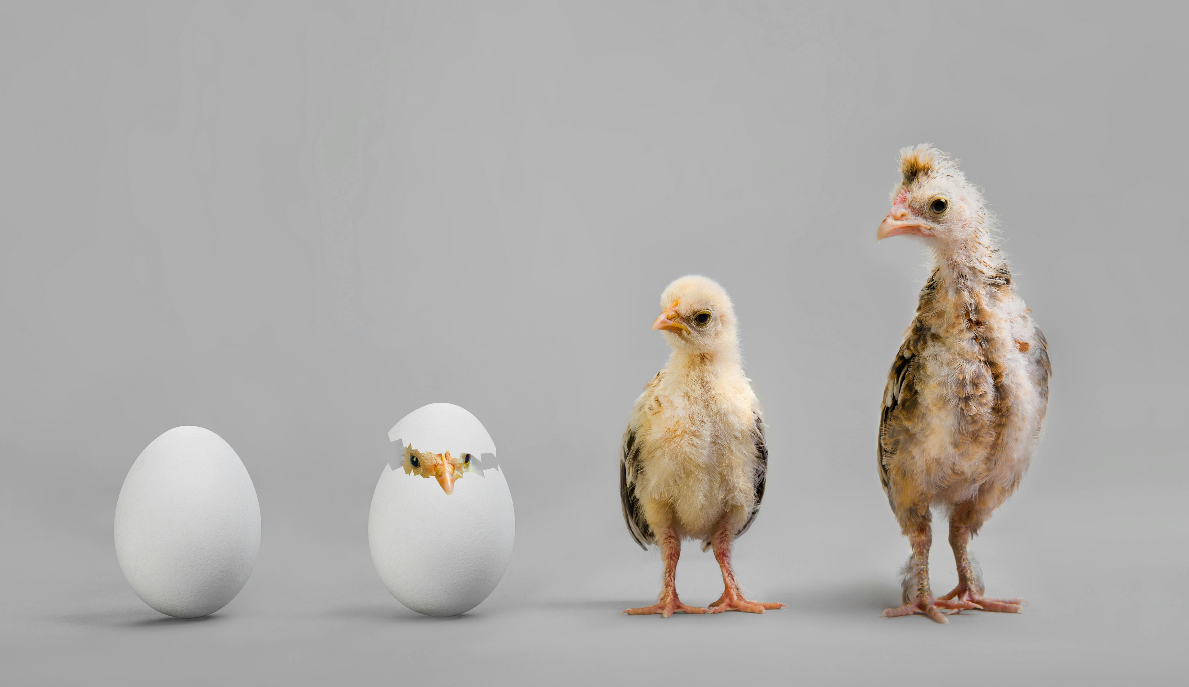 Picture of chicks illustrating growth