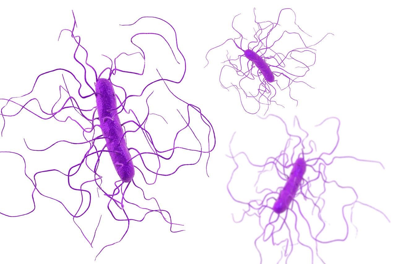 Enhanced image of C difficile bacteria