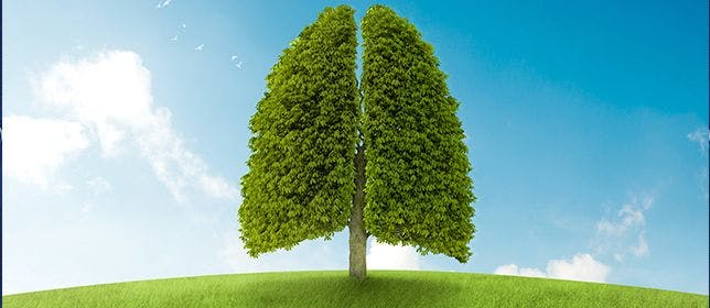 tree in the shape of a lung