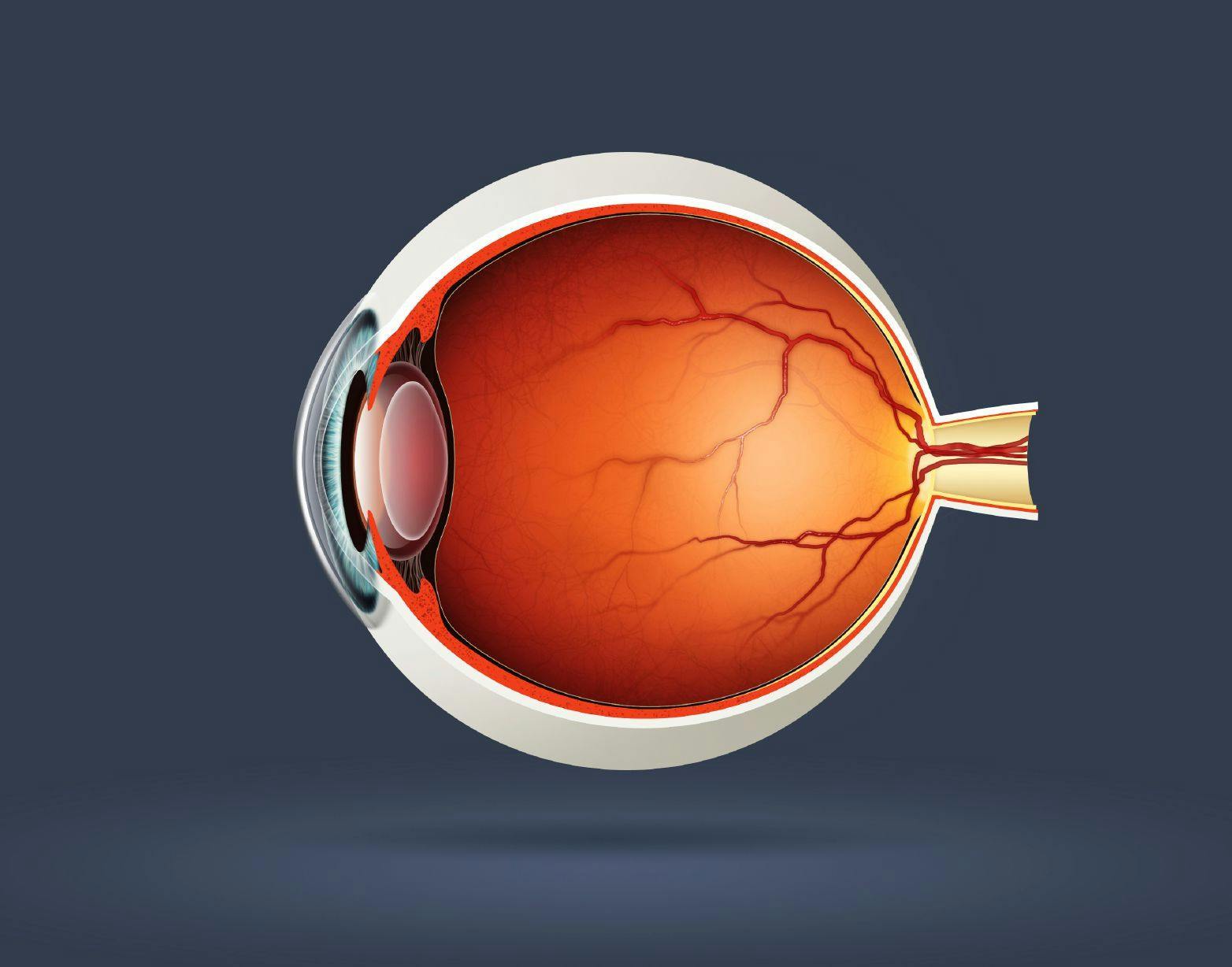 Structure of human eye. In side view | Image credit: svetazi - stock.adobe.com