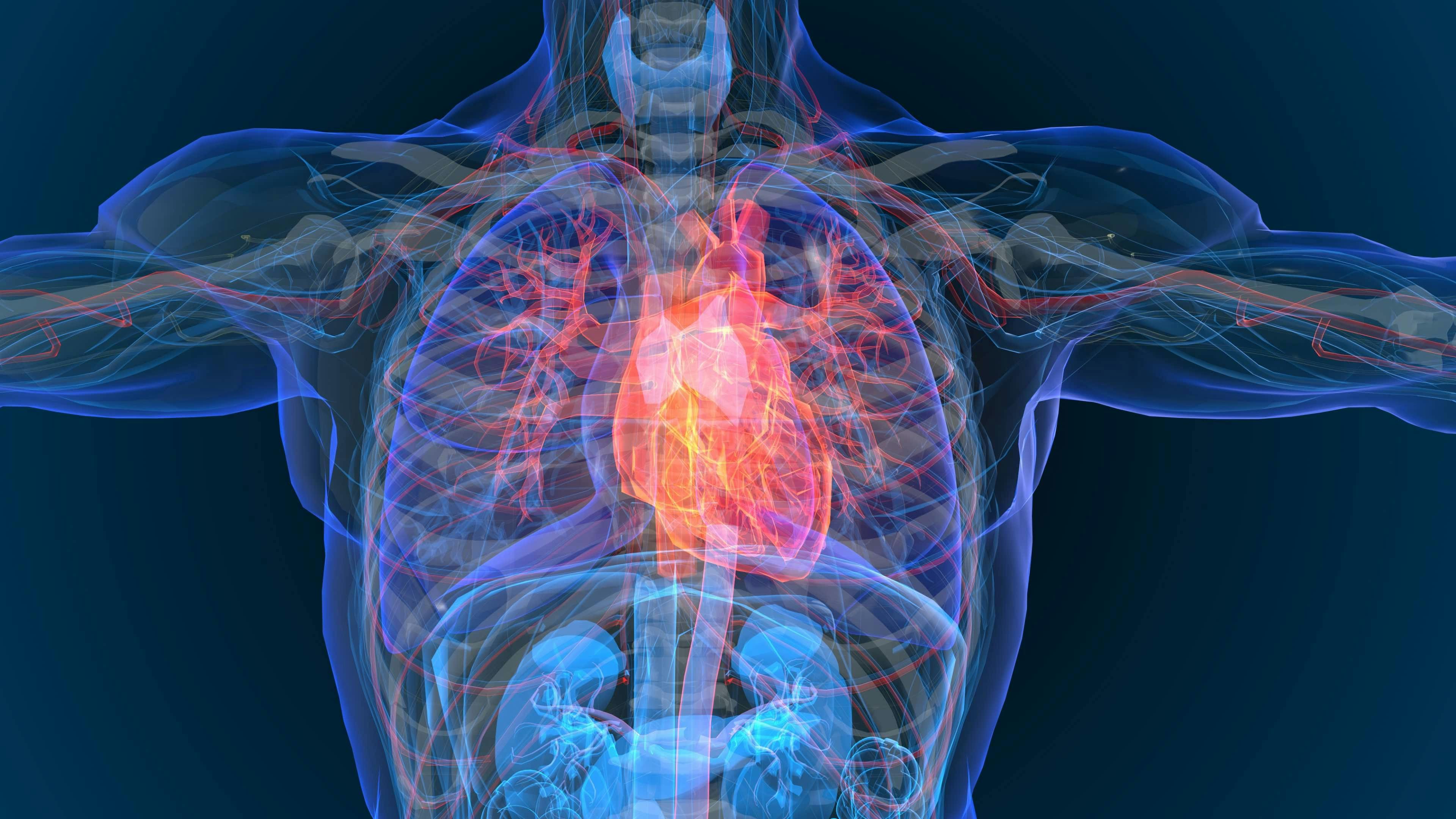 Cardiovascular system | Image credit: appledesign - stock.adobe.com