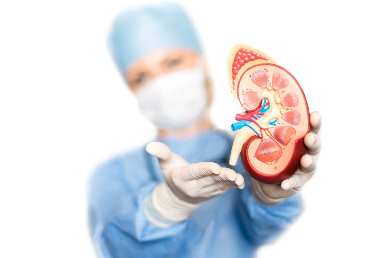 Surgeon holding a kidney