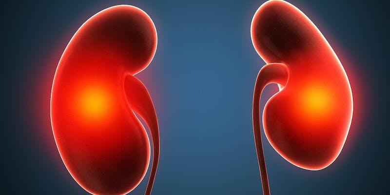 kidney graphic 