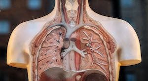 Cell by Cell, Researchers Plot Landscape of the Lung to Aid Asthma Research