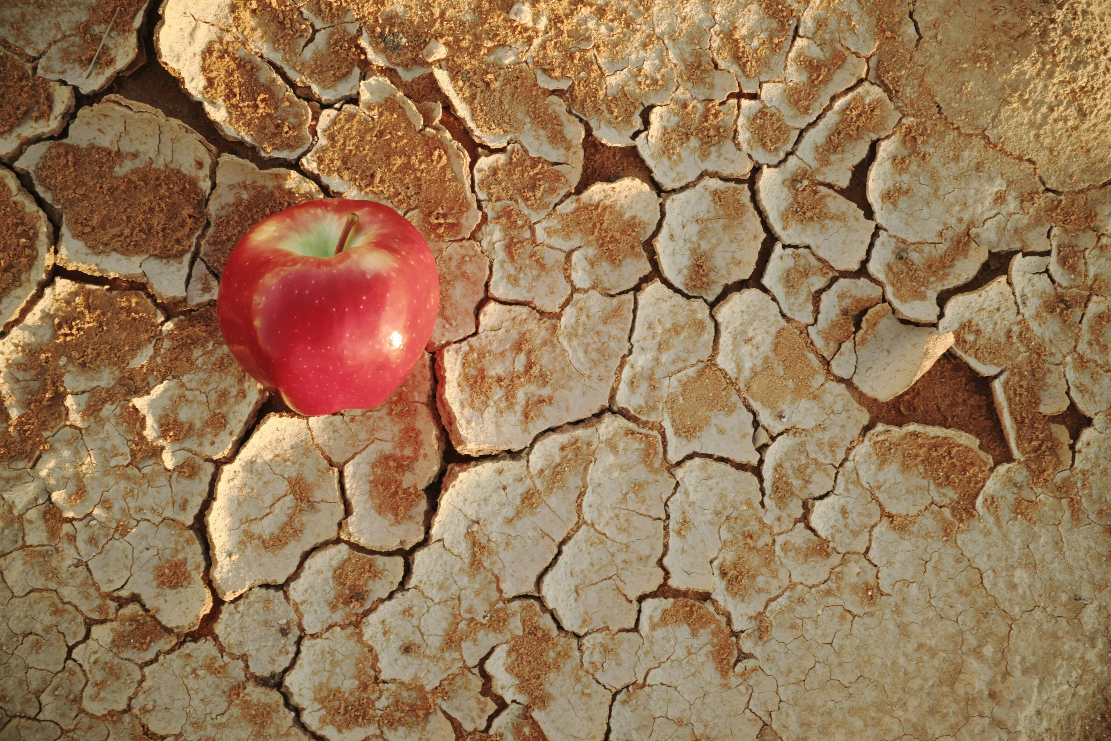 An apple on a dry cracked desert soil. Water shortage, food insecurity, crisis, hunger and agriculture concept: © sulit.photos - stock.adobe.com