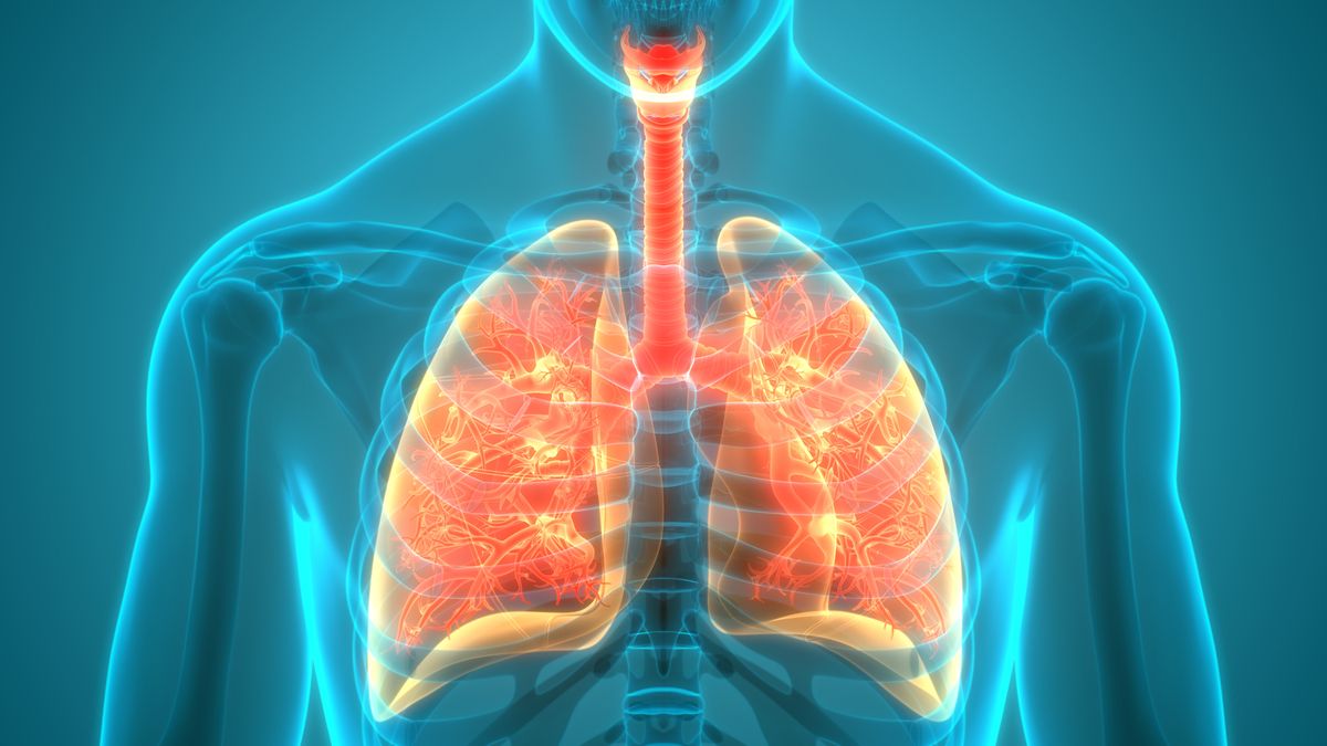 image of lungs highlighted inside a rendering of a body
