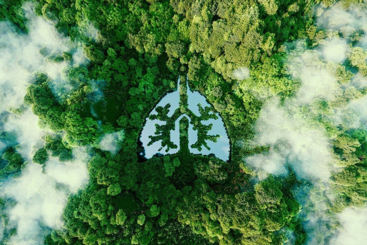 A metaphorical picture of the lungs of planet earth. An icon in the form of a lung-shaped pond in the middle of a wild, pristine and untouched forest. 3d rendering. Image credit: © malp - stock.adobe.com.