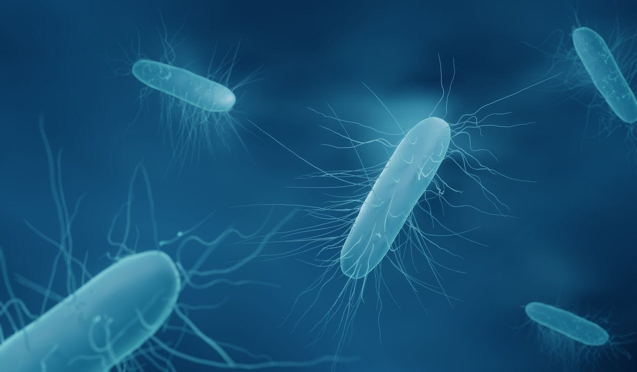 Clostridium difficile bacteria: © Artur - stock.adobe.com
