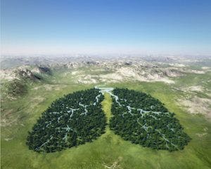 image of a forest in the shape of lungs 