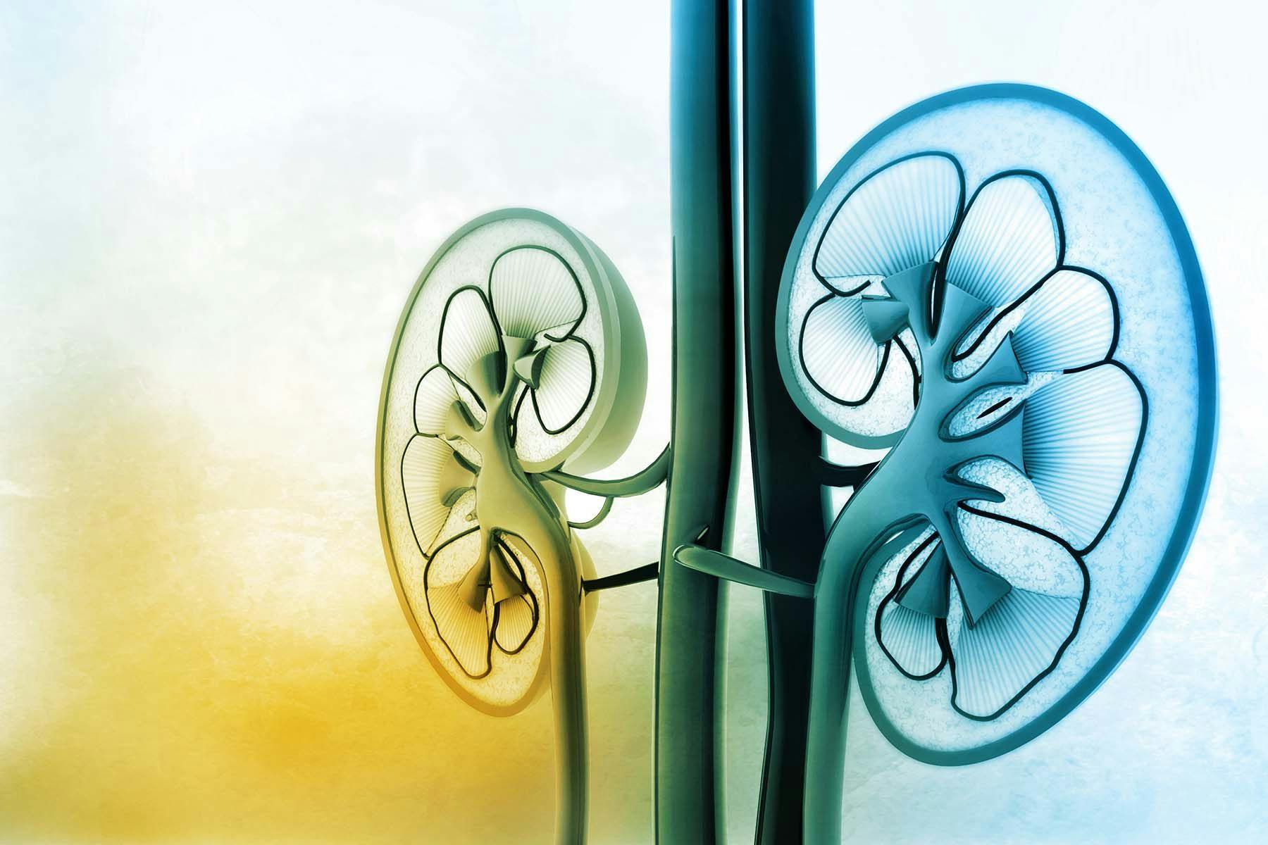 a computerized image of 2 kidneys over a watercolor background
